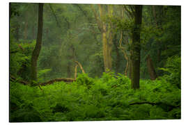 Aluminium print Green jungle in the Speulderbos in the Netherlands