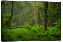 Canvas print Green jungle in the Speulderbos in the Netherlands