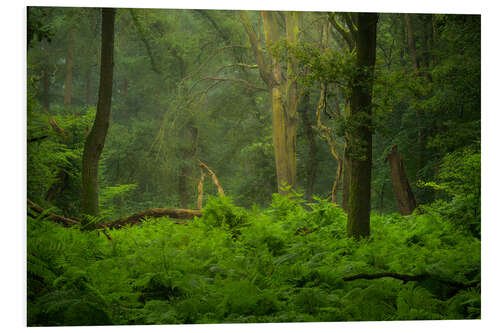 Foam board print Green jungle in the Speulderbos in the Netherlands