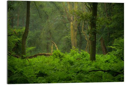 Gallery print Green jungle in the Speulderbos in the Netherlands