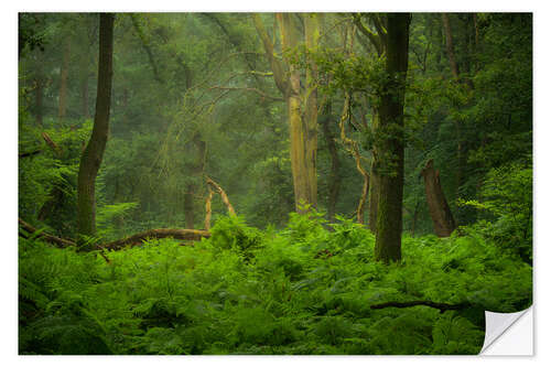 Sticker mural Green jungle in the Speulderbos in the Netherlands