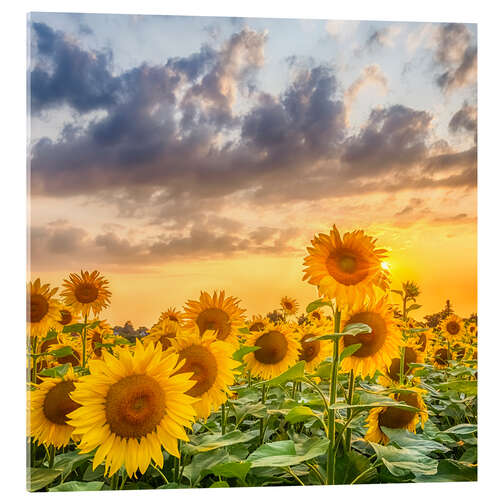 Obraz na szkle akrylowym Sunflowers in the evening