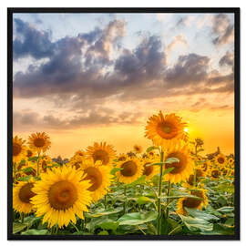 Gerahmter Kunstdruck Sonnenblumen am Abend