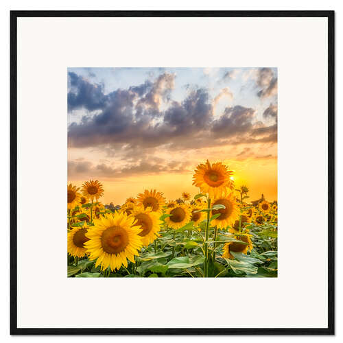 Ingelijste kunstdruk Sunflowers in the evening