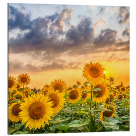 Magnettafel Sonnenblumen am Abend