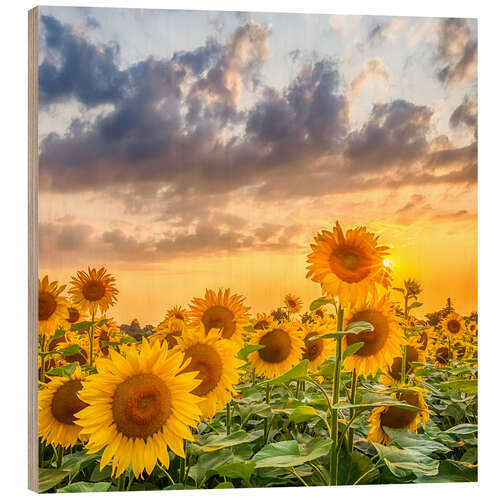 Wood print Sunflowers in the evening