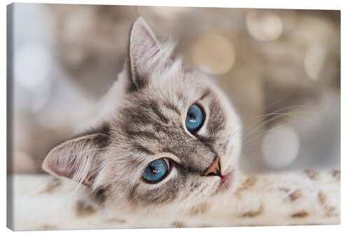 Canvas print Cat eyes, dreamy