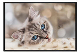 Gerahmter Kunstdruck Katzenblick, verträumt
