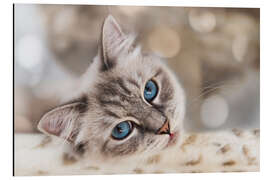 Magnettafel Katzenblick, verträumt