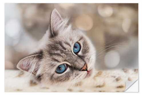 Sisustustarra Cat eyes, dreamy
