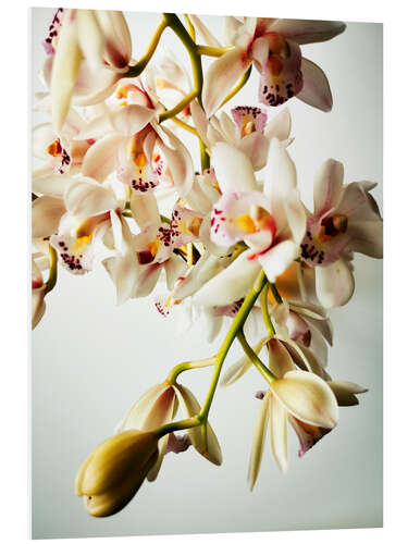 Foam board print Tiny Orchids