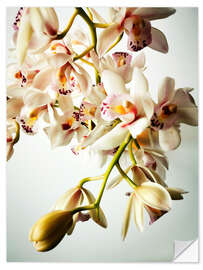 Selvklebende plakat Tiny Orchids