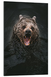 Quadro em plexi-alumínio Bear in the water