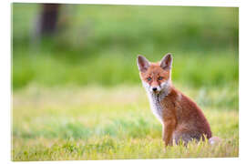 Obraz na szkle akrylowym Young fox in a meadow