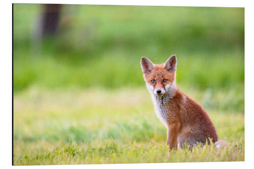 Tableau en aluminium Young fox in a meadow