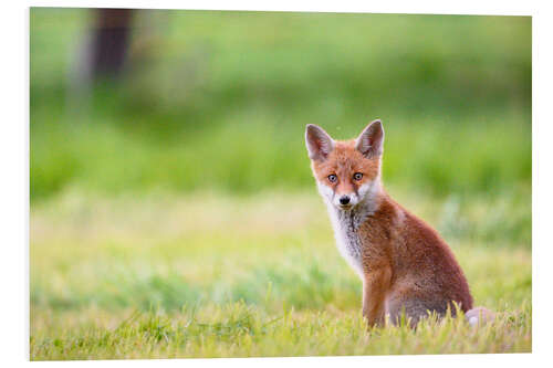 Stampa su PVC Young fox in a meadow