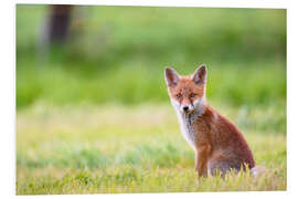 Foam board print Young fox in a meadow