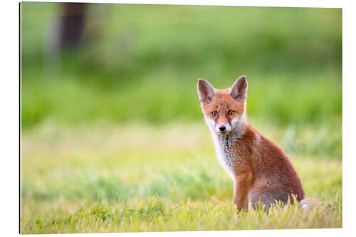 Gallery Print Junger Fuchs auf einer Wiese