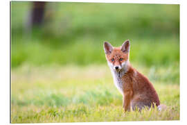 Gallery print Young fox in a meadow