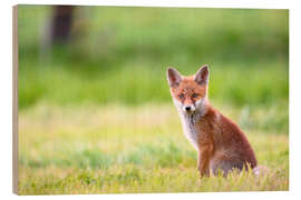 Holzbild Junger Fuchs auf einer Wiese