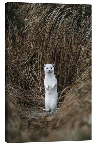 Canvas print Standing Ermine in Winter Coat