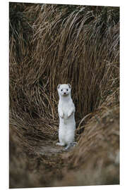 Foam board print Standing Ermine in Winter Coat