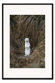 Gerahmter Kunstdruck Stehendes Hermelin im Winterfell