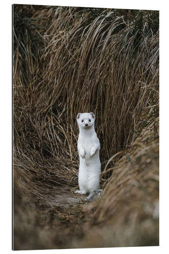 Gallery print Standing Ermine in Winter Coat