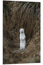 Magnettafel Stehendes Hermelin im Winterfell