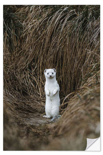 Naklejka na ścianę Standing Ermine in Winter Coat