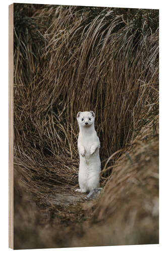 Obraz na drewnie Standing Ermine in Winter Coat