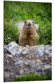 Aluminium print Marmot portrait during its burrow