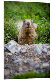 Foam board print Marmot portrait during its burrow