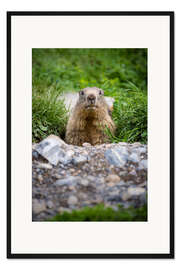 Gerahmter Kunstdruck Murmeltier-Portrait bei seinem Bau