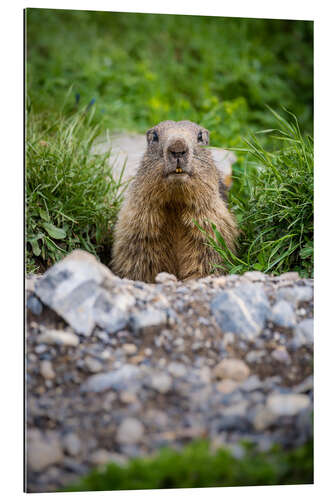 Gallery print Marmot portrait during its burrow