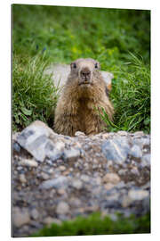 Galleriprint Marmot portrait during its burrow