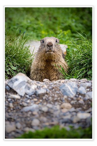 Poster Marmot portrait during its burrow