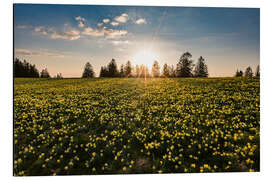 Quadro em alumínio Wild daffodil in the Swiss Jura