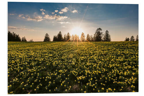 PVC-taulu Wild daffodil in the Swiss Jura