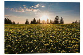 Foam board print Wild daffodil in the Swiss Jura