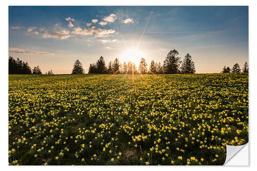 Vinilo para la pared Wild daffodil in the Swiss Jura