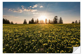 Muursticker Wild daffodil in the Swiss Jura