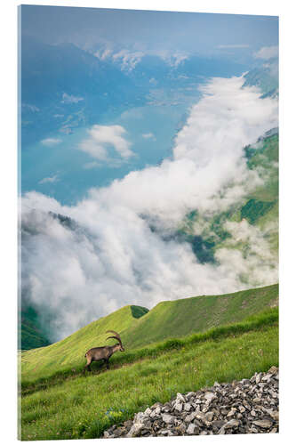 Acrylic print Ibex in his realm high above Lake Brienz