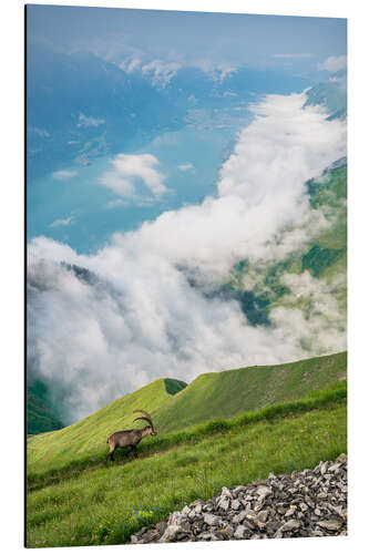 Tableau en aluminium Ibex in his realm high above Lake Brienz