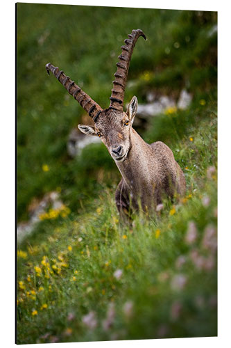 Aluminium print Portrait of a young alpine ibex in the Bernese Alps