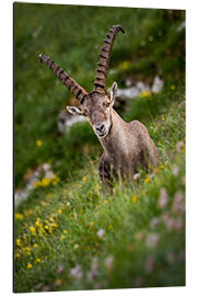 Aluminium print Portrait of a young alpine ibex in the Bernese Alps