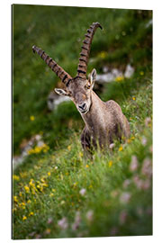 Gallery print Portrait of a young alpine ibex in the Bernese Alps