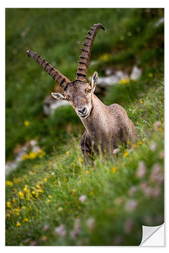 Autocolante decorativo Portrait of a young alpine ibex in the Bernese Alps