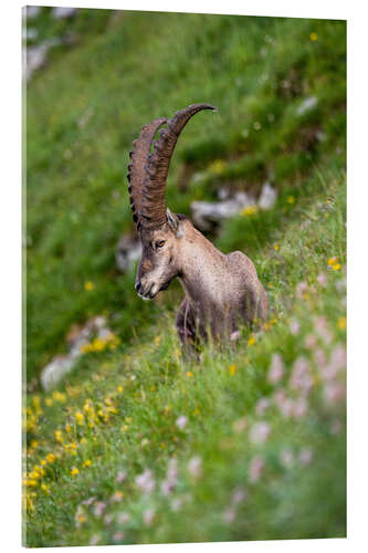 Acrylic print Young alpine ibex enjoys the view in the Bernese Alps