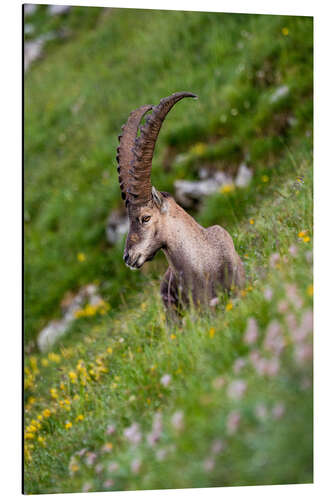 Tableau en aluminium Young alpine ibex enjoys the view in the Bernese Alps